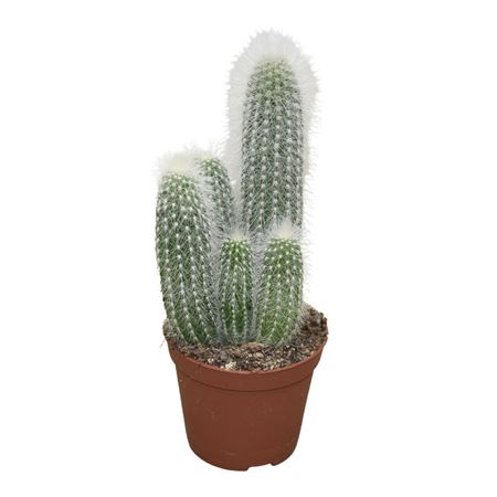 Cleistocactus Strausii