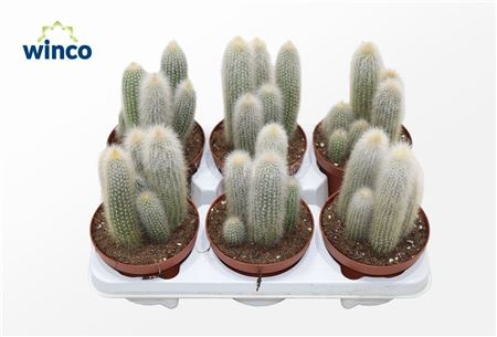 Cleistocactus Straussi