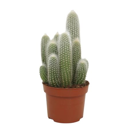 Cleistocactus Strausii 10,5 Cm