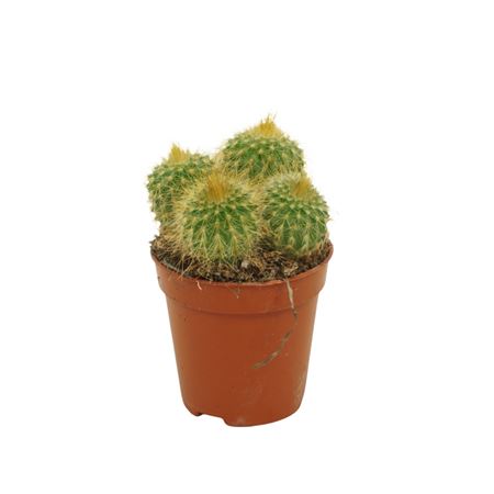 Eriocactus Leninghausii