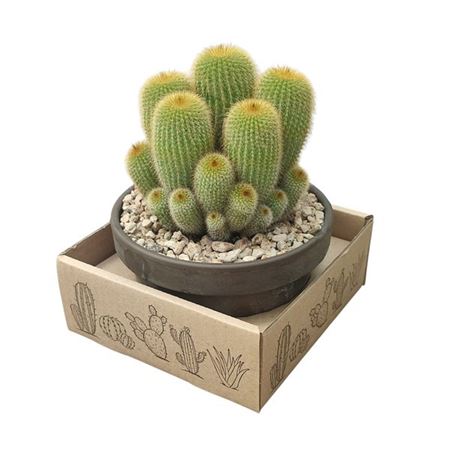 Notocactus Leninghausii In Terracotta