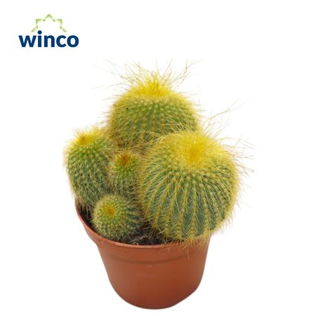 Parodia Leninghausii (group)