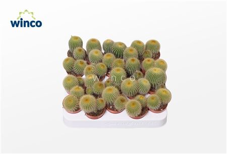 Notocactus Leninghausii (group)