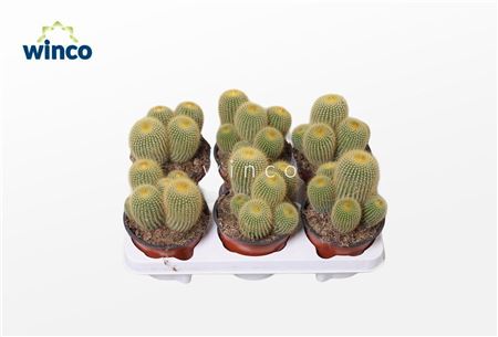 Notocactus Leninghausii