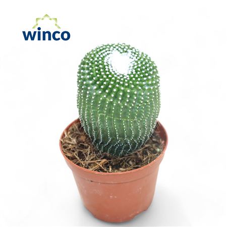 Notocactus Leninghausii Inermis