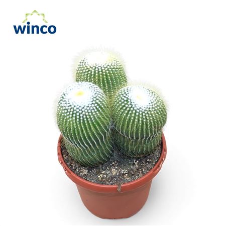 Notocactus Leninghausi Inermis Group