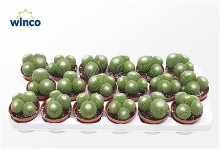 Notocactus Leninghausi Inermis Group