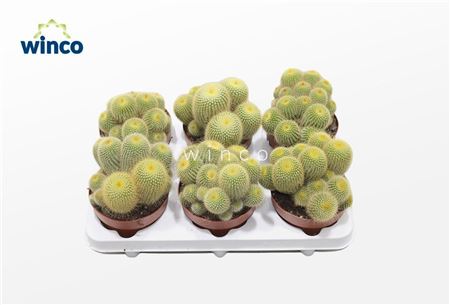 Parodia Leninghausii (group)
