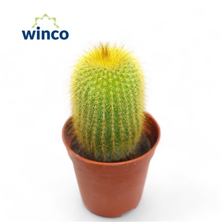 Notocactus Leninghausii
