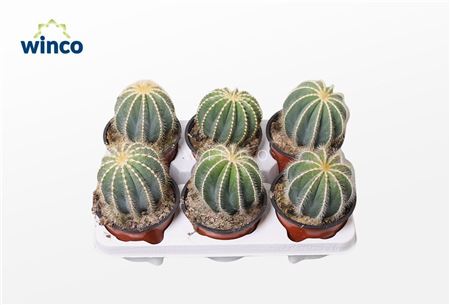Notocactus Magnificus