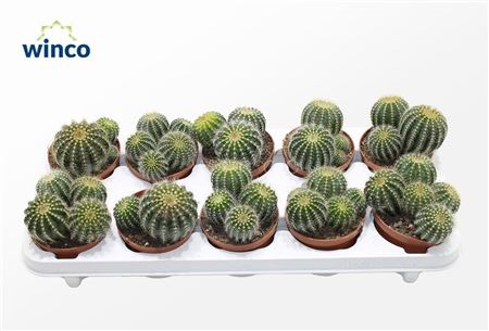 Notocactus Magnificus