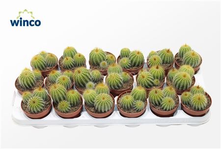 Notocactus Warasii (group)