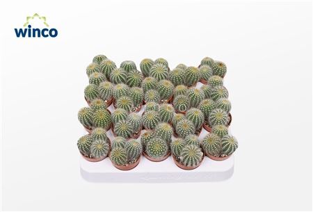 Notocactus Warasii (group)