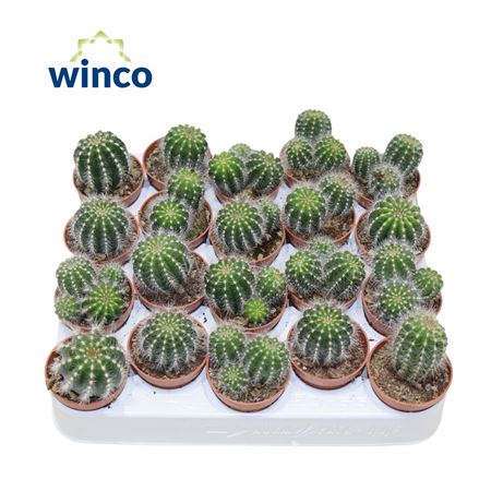 Notocactus Magnificus (group)