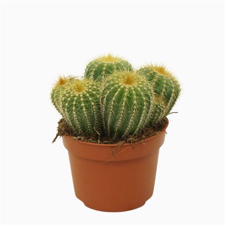 Eriocactus Warasii Groep 10,5 Cm