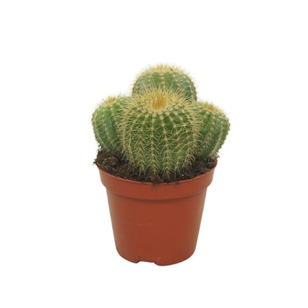 Eriocactus Warasii Group