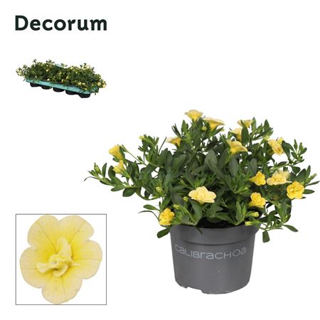 Calibrachoa Neo Double Lemon (decorum)