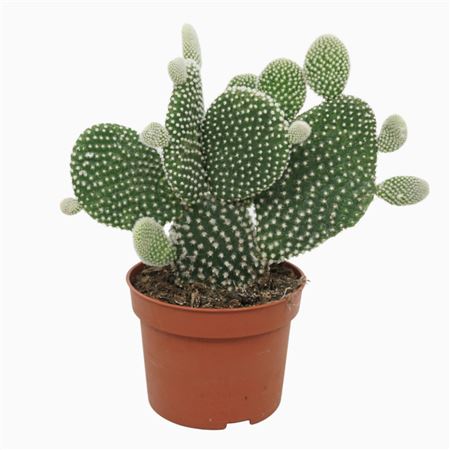 Opuntia Microdasys Albispina