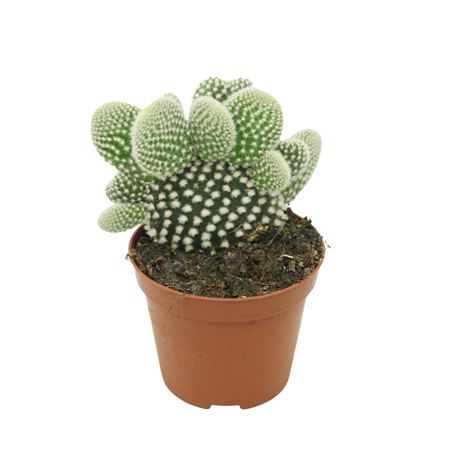 Opuntia Microdasys Albispina