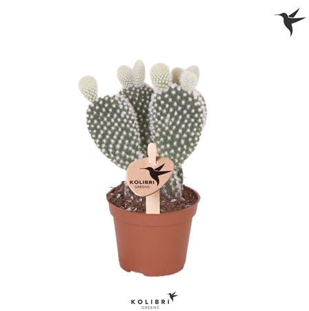 Opuntia White