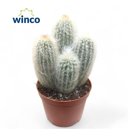 Espostoa Lanata