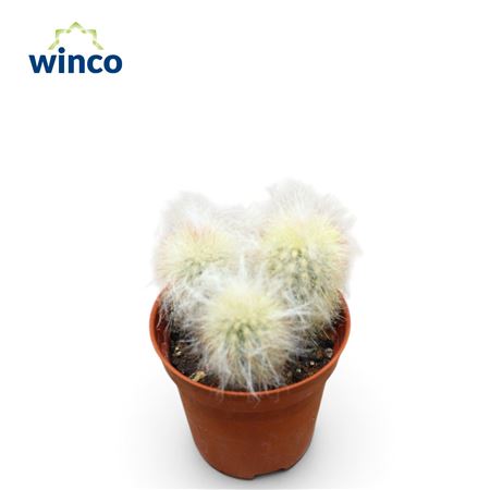 Espostoa Lanata (group)