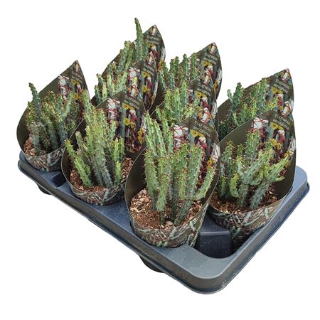 Euphorbia Aeruginosa Potcover