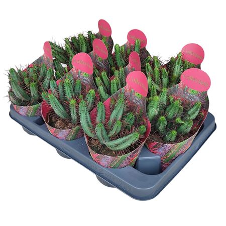 Euphorbia Enopla Potcover