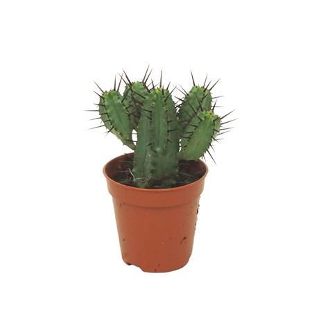 Euphorbia Enopla