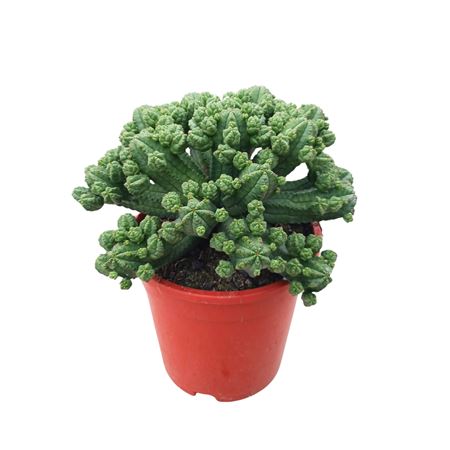 Euphorbia Tubiglans 17