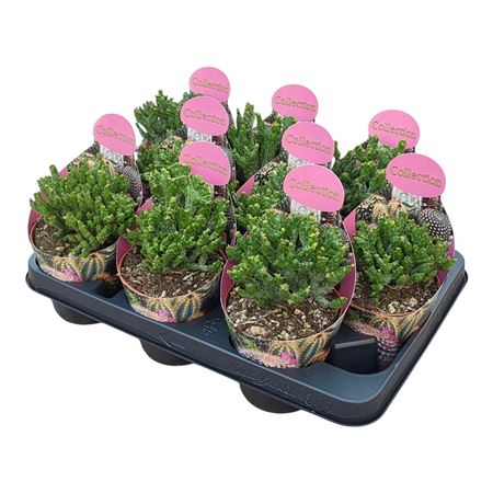 Euphorbia Enopla Corallina Potcover