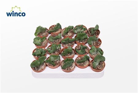 Euphorbia Enopla Cristata