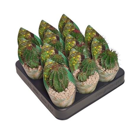 Euphorbia Horrida Potcover