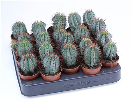 Euphorbia Horrida Striata