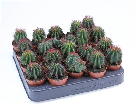 Euphorbia Horrida