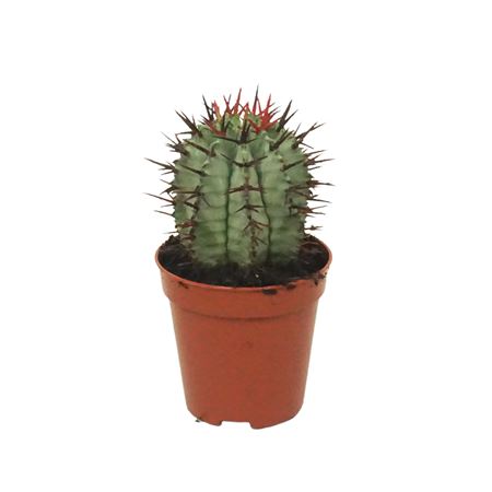 Euphorbia Horrida