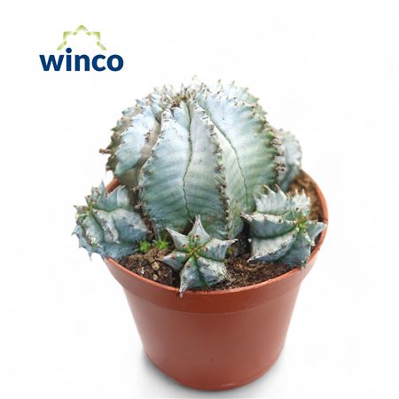 Euphorbia Horrida Alba.