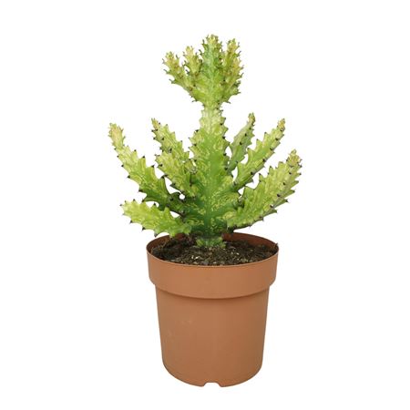 Euphorbia Mayurnathanii Variegata 21 Cm