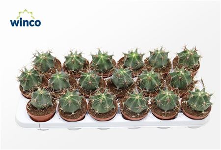 Ferocactus Emoryi