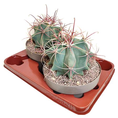 Ferocactus Emoryi