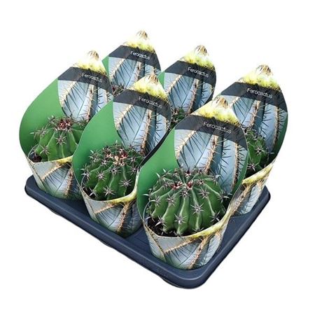 Ferocactus Horridus Brevispinus Potcover