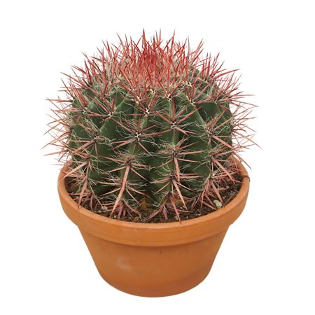 Ferocactus Stainesii
