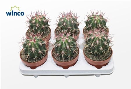 Ferocactus Stainessi