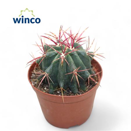 Ferocactus Stainessi