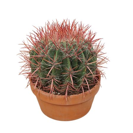 Ferocactus Stainesii