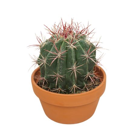 Ferocactus Stainesii