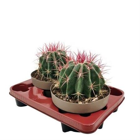 Ferocactus Pilosus Var Stainesii