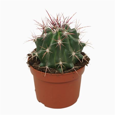 Ferocactus Stainesii