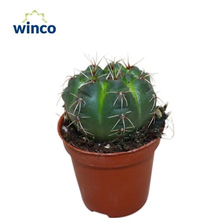 Gymnocalycium Baldianum