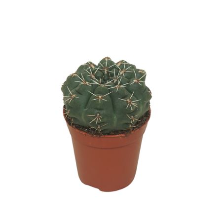 Gymnocalycium Baldianum